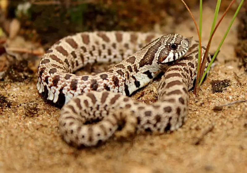 Plains Hognose Snake Heterodon nasicus nascius juvenile illinois cream colored grey black brown snake similar to rattlesnake