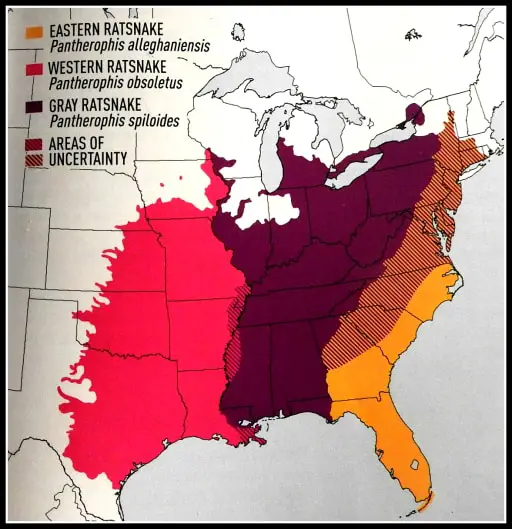 Pantherophis Rat snakes in the United States range