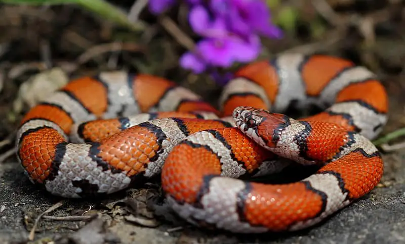 Red Milksnake (Lampropeltis triangulum syspila) found in Missouri