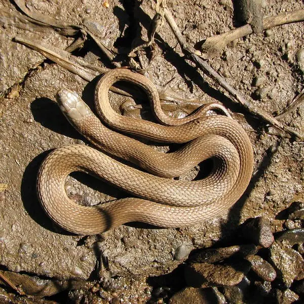 Regina Septemvittata – Queen Snake