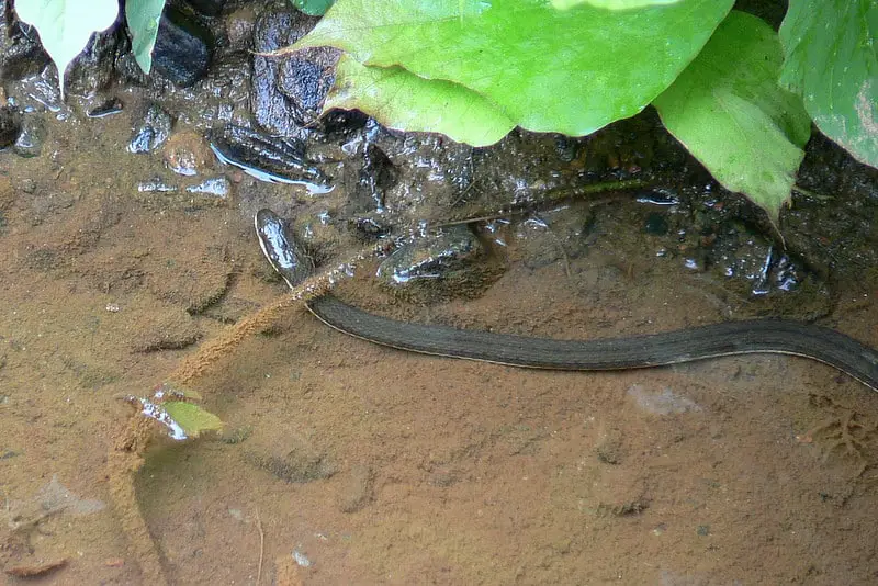 Regina Septemvittata - Queen Snake swimming in water found in Georgia