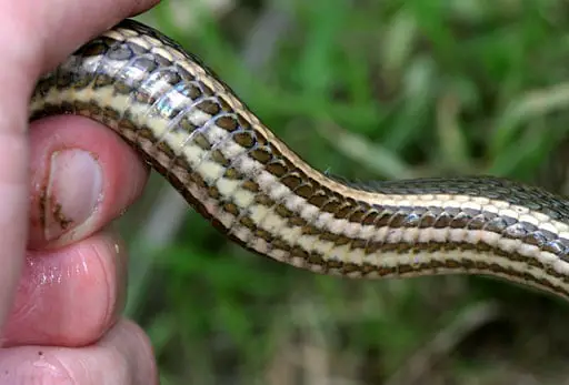 Regina septemvittata queen snake belly coloration black stripes on white