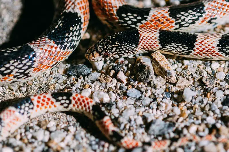 Rhinocheilus Lecontei - Long-Nosed Snake black and red stripes