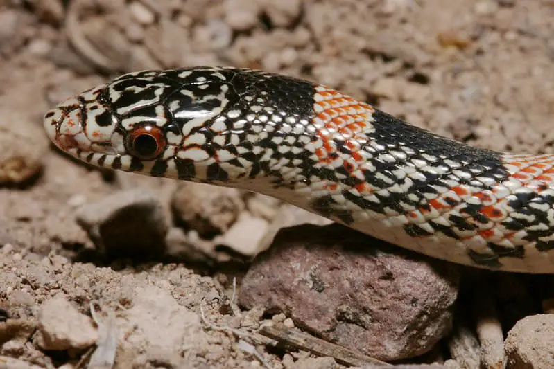 Rhinocheilus Lecontei - Long-Nosed Snake head red pupils