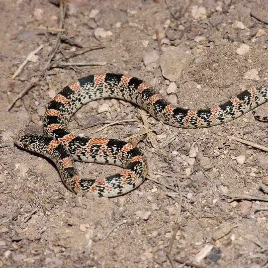 Rhinocheilus Lecontei – Long-Nosed Snake
