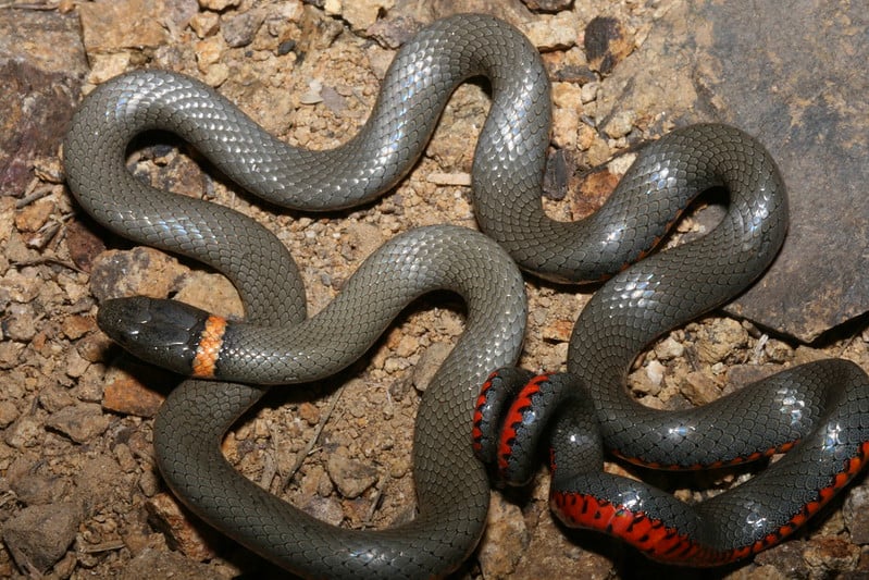 Ring-necked snake grey brown with red belly and ring around neck