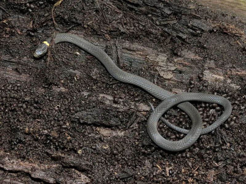 Ring-necked snake with curled up red tail