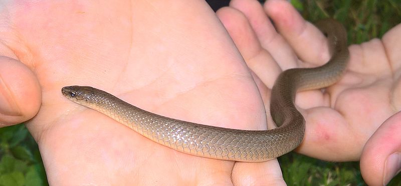 Rough Earth Snake Haldea striatula small brown snake keeled scales