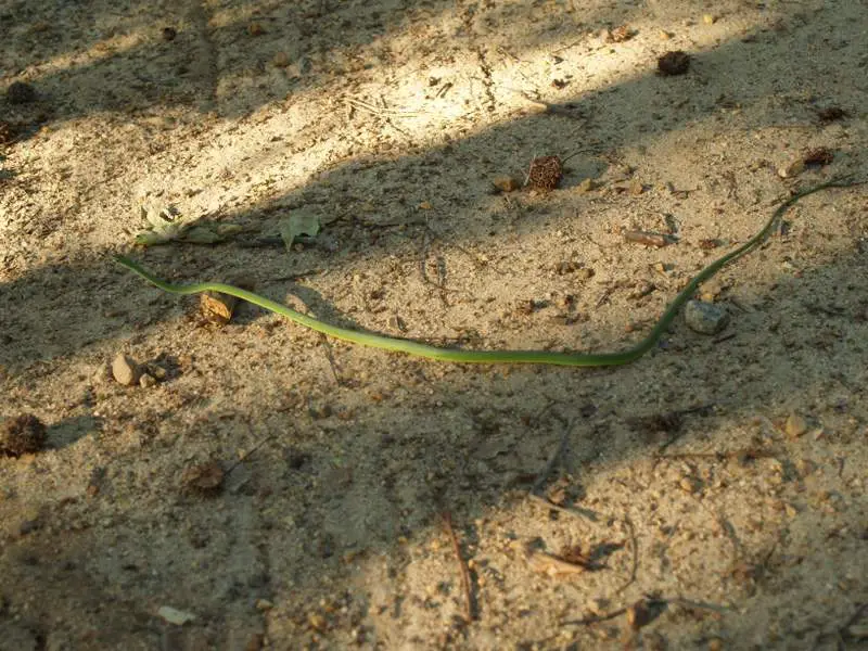 Rough Green Snake in South Carolina on ground adult and long green snake