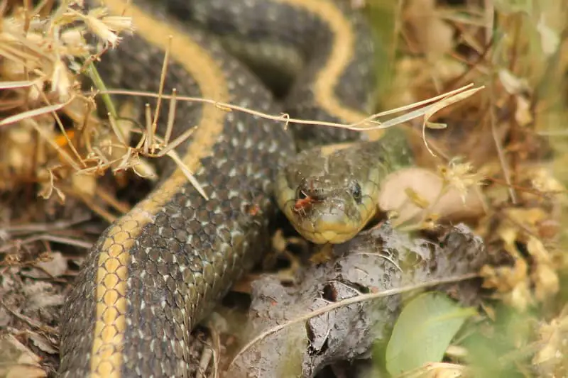Santa cruz garter snake aquatic snake in california head