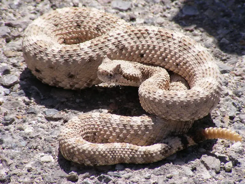 Sidewinder Rattlesnake in death valley