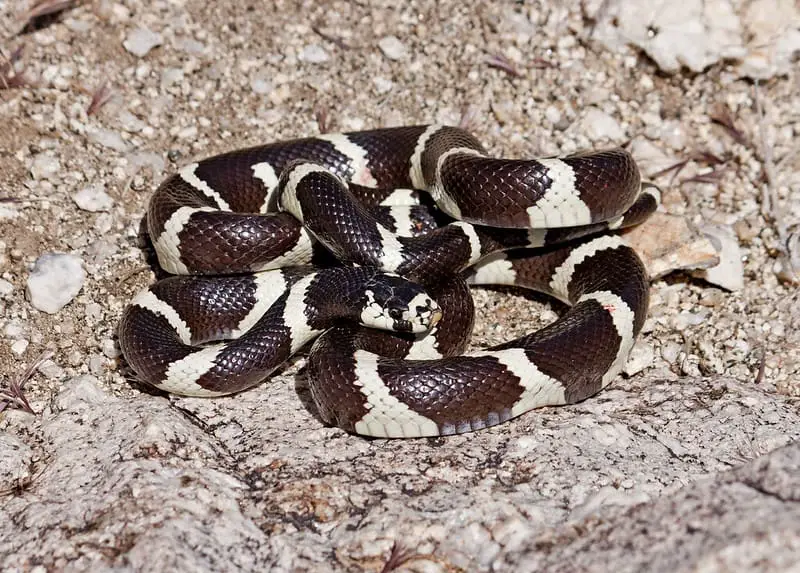 Snake found in california lampropeltis californiae black with yellow cross bands