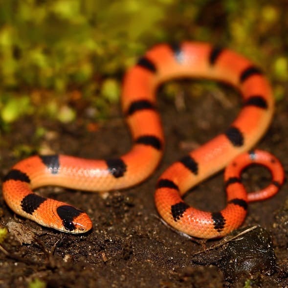 Sonora Semiannulata – Western Ground Snake