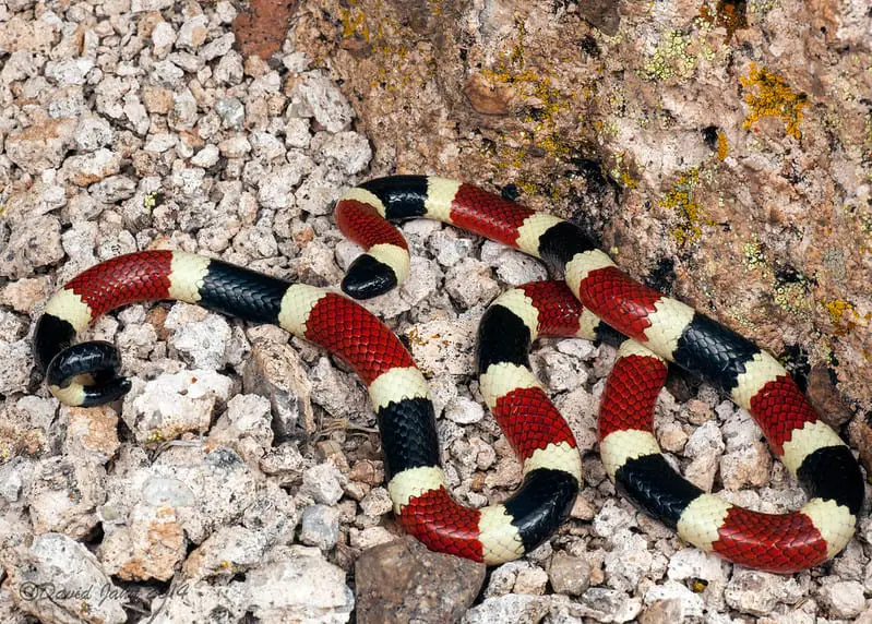 Sonoran Coral Snake Micruroides euryxanthus red black white snake arizona