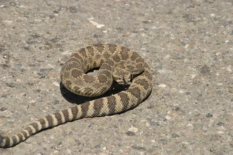 Southern pacitifc rattlesnake found in California