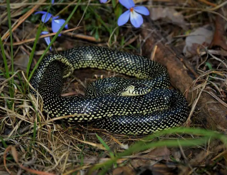 Lampropeltis Holbrooki - Speckled Kingsnake - USA Snakes