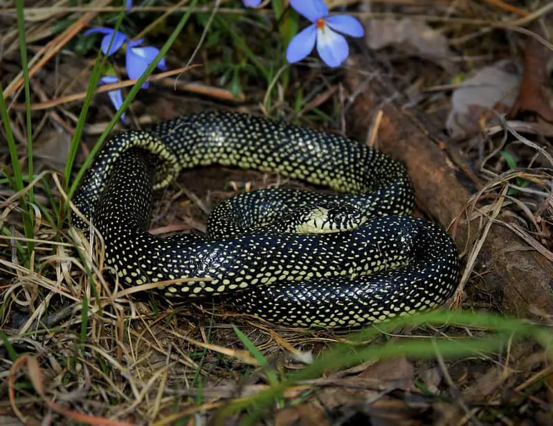 Speckled kingsnake found in Missouri central United States. Black and yellow snake with spots small dots of yellow