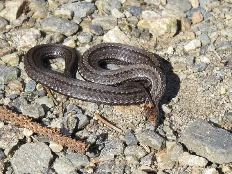Storeria Occipitomaculata - Redbelly Snake brown grey snake with red belly small