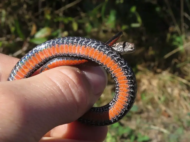 Storeria Occipitomaculata - Redbelly Snake information