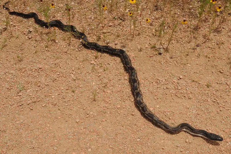 Texas rat snake pantherophis obsoletus