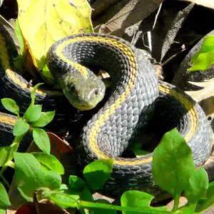 Thamnophis Atratus - Aquatic Garter Snake information