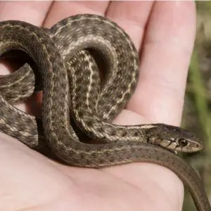 Thamnophis Elegans - Western Terrestrial Garter Snake information