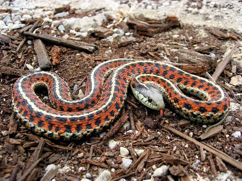 Thamnophis Elegans terrestris - coastal garter snake in California