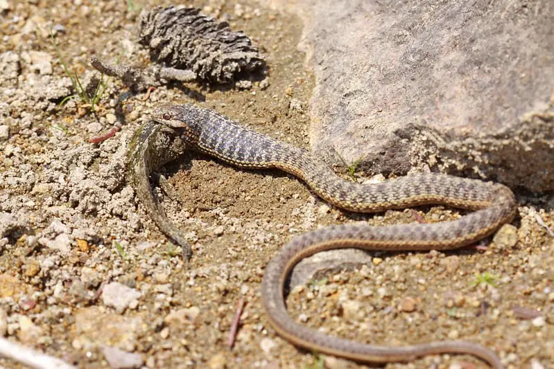 Thamnophis Elegans vagrans - wandering garter snake eating a salamander hunting prey