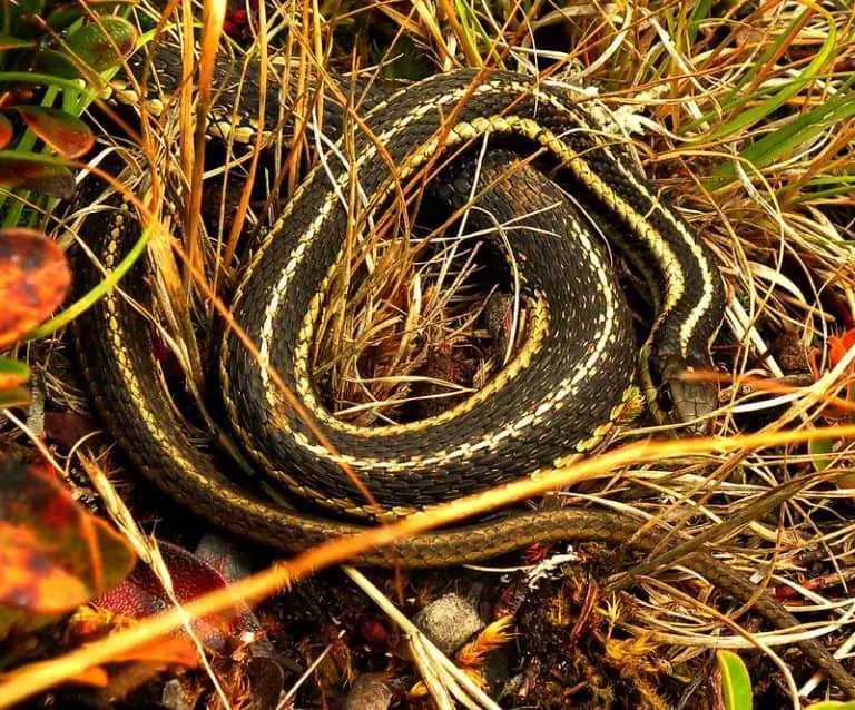 yellow snake with black stripes
