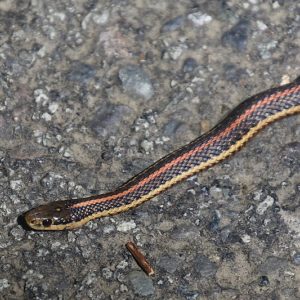 Thamnophis Ordinoides - Northwestern Garter Snake dark brown snake with longitudinal stripes orange and yellow. Found in Oregon, washington and california