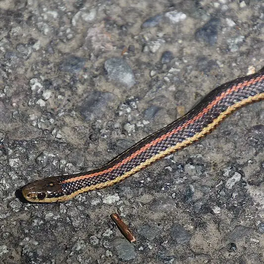 Thamnophis Ordinoides – Northwestern Garter Snake