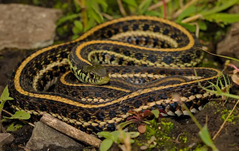 Thamnophis Radix - Plains Garter Snake in Illinois adult black dark snake with yellow stripes or lines