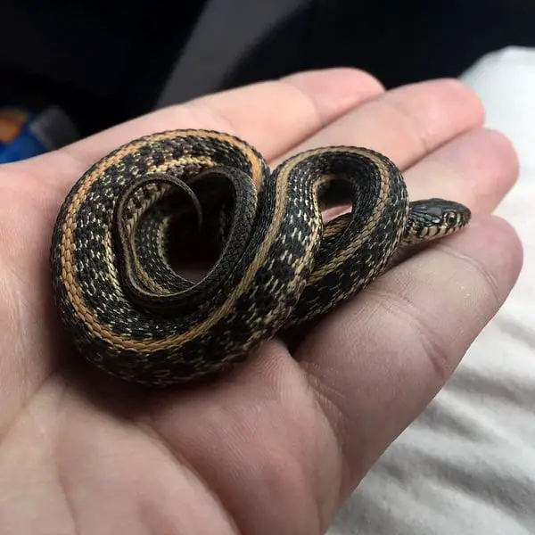 Thamnophis Radix – Plains Garter Snake