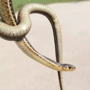 Thamnophis butleri - Butler's Garter Snake information