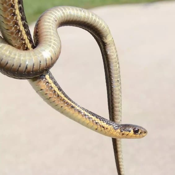 Thamnophis Butleri – Butler’s Garter Snake