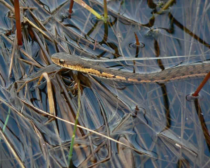 Thamnophis butleri - Butler's Garter Snake swimming in water found in ohio