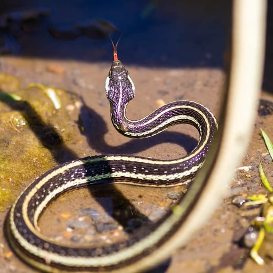 Thamnophis Proximus – Western Ribbon Snake