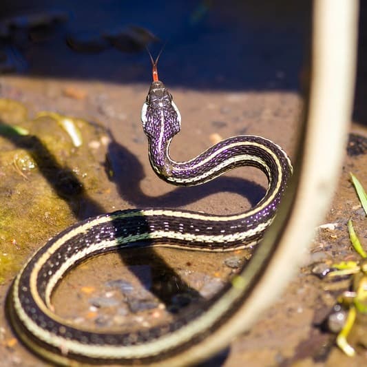 Thamnophis proximus - Western Ribbon Snake information (1)