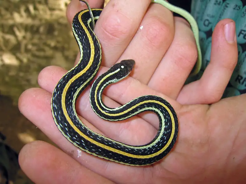 Thamnophis proximus western ribbon snake found in Illinois