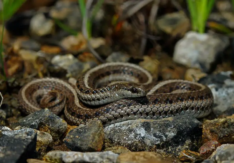 Tropidoclonion Lineatum - Lined Snake in Missouri dark snake small with light longitudinal stripes