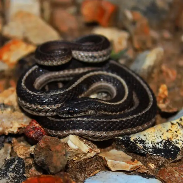 Tropidoclonion Lineatum – Lined Snake