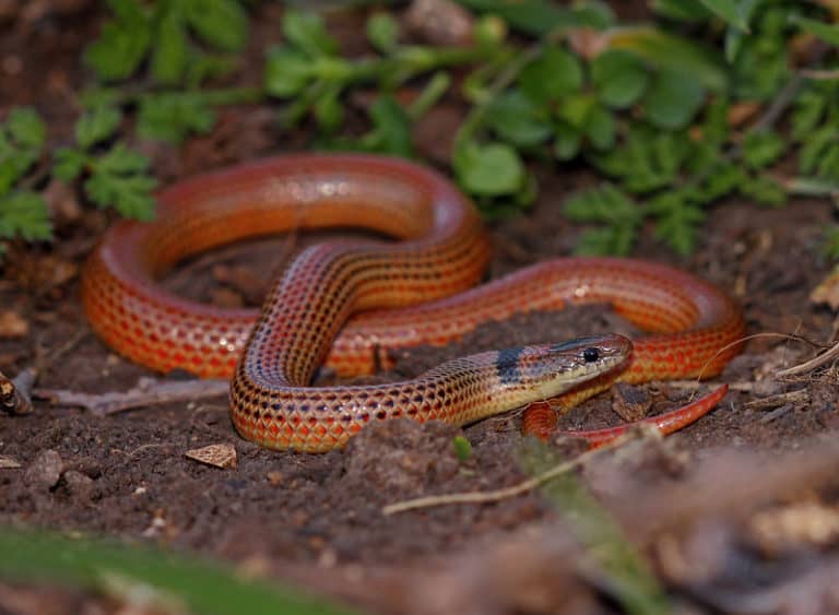 Sonora Semiannulata - Western Ground Snake - USA Snakes