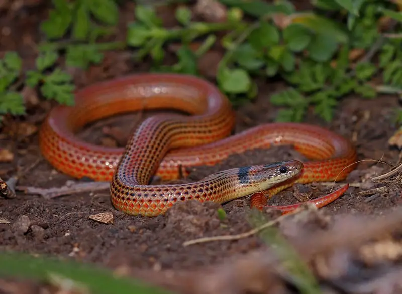 Variable Ground Snake (Sonora semiannulata semiannulata) in Arkansas