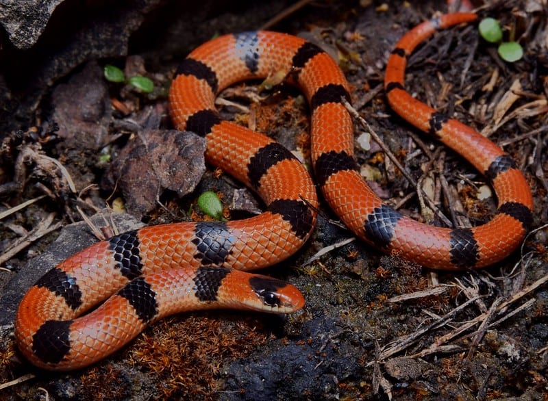 Variable Ground Snake found in missouri orange snake with black crossbands patterns
