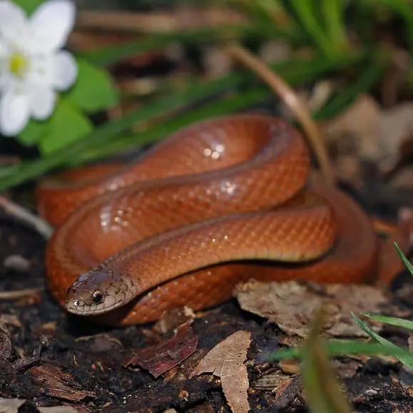 Virginia Valeriae - Smooth Earth Snake virginia valeriae elegans western smooth earth snake