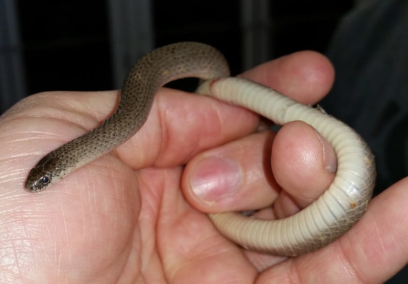 Virginia Valeriae valeria eastern Smooth Earth Snake