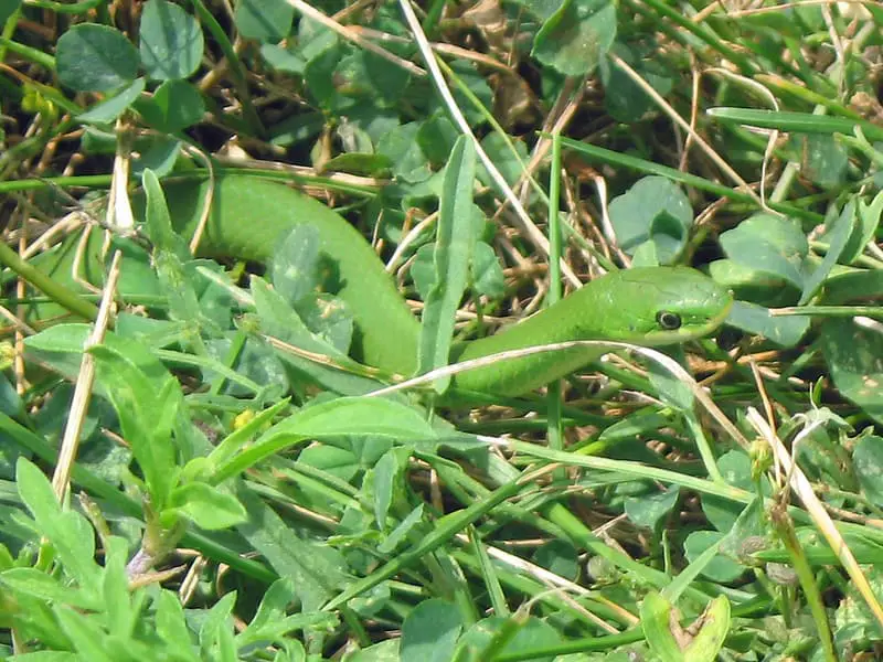 Western Smooth Green Snake in grass Opheodrys Vernalis blanchardi