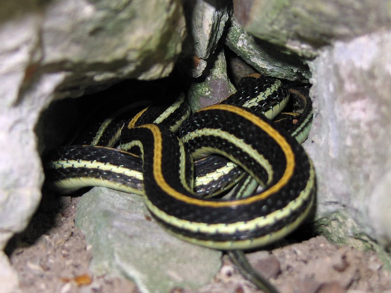 Western ribbon snake hidden in rocks natural habitat