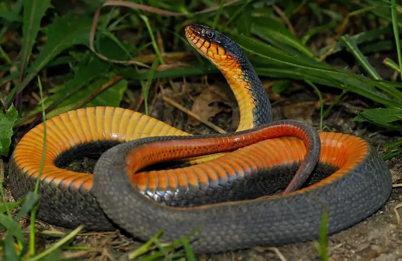 Yellow Bellied Watersnake (Nerodia erythrogaster flavigaster) found in Missouri grey snake orange red yellow belly