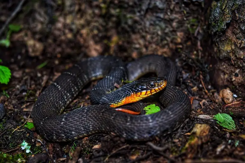 Yellow bellied water snake (Nerodia Erythrogaster)